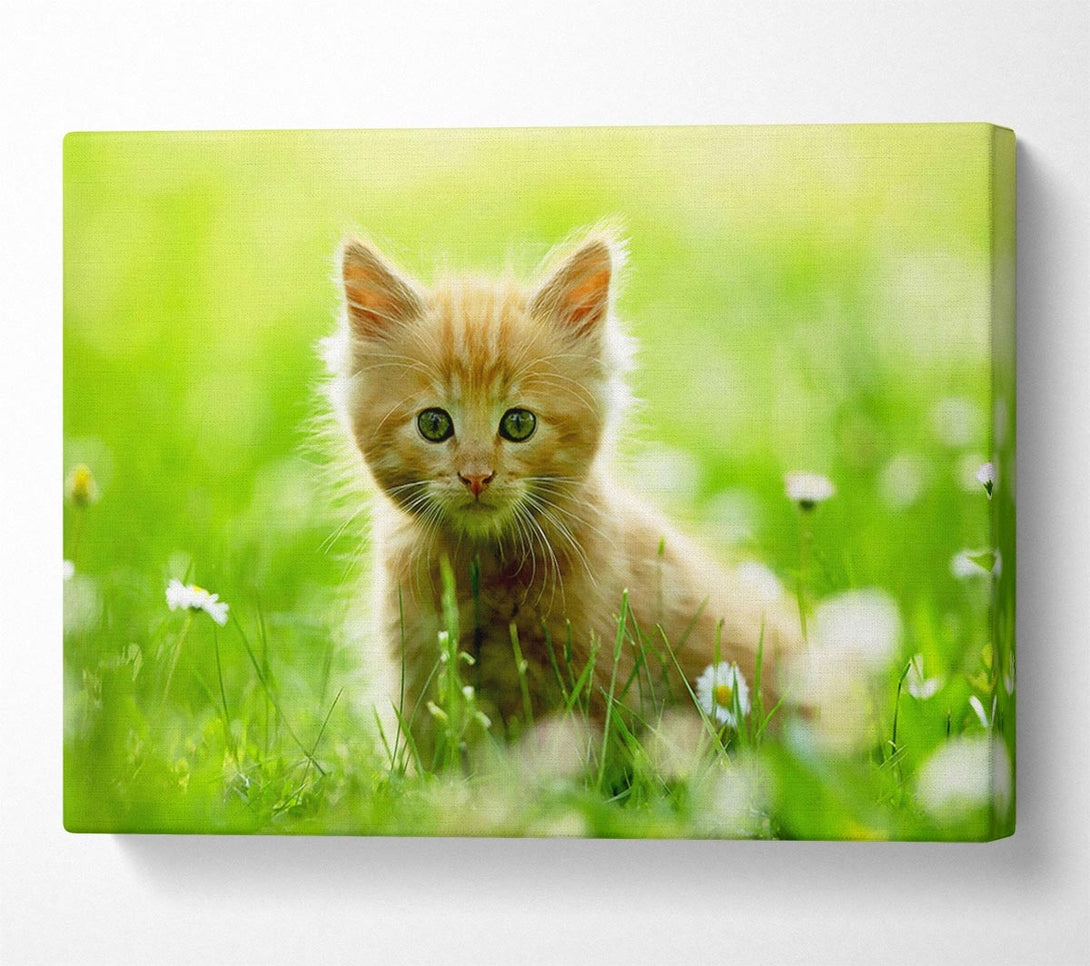  A Canvas Print of Playful Kitten Canvas Print