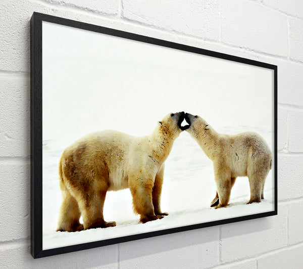 Polar Bear Love