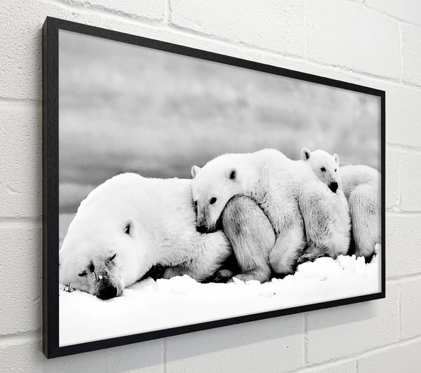 Polar bear Family