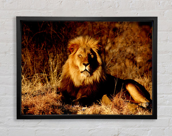 Proud African Lion Framed Print