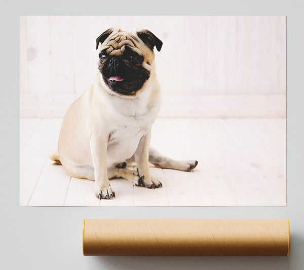 Pug Dog Poster
