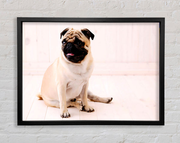 Pug Dog Framed Print