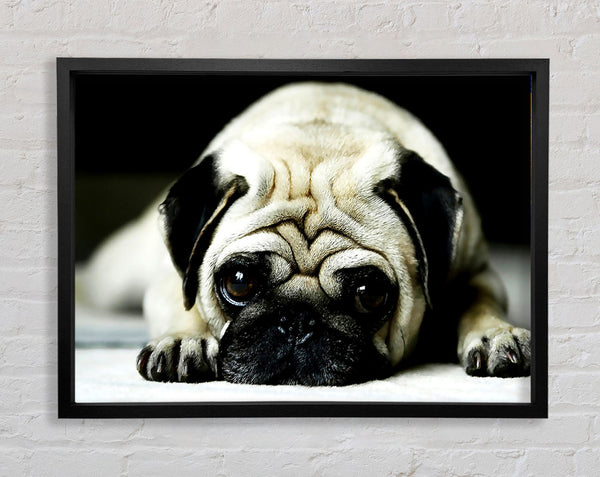 Pug Framed Print