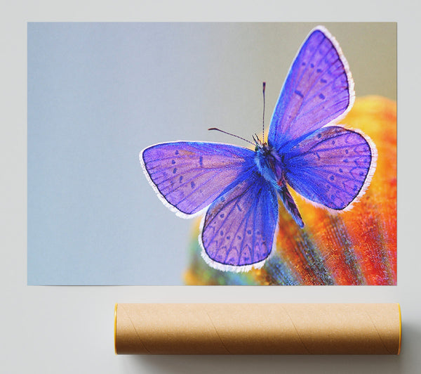 Purple Butterfly Giclee Print