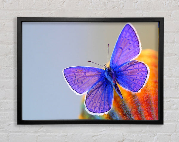 Purple Butterfly Framed Print