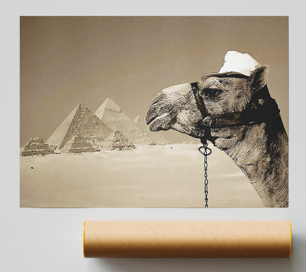 Pyramid Camel Poster