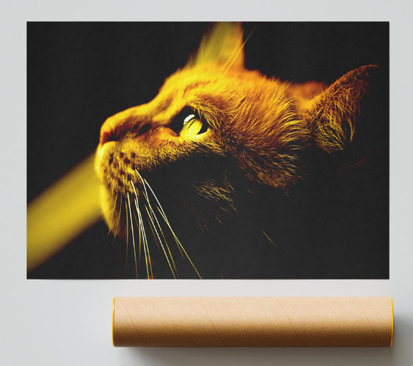 Red Cat Profile Poster