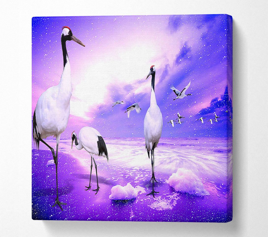  A Canvas Print of Red Crowned Cranes Japan Canvas Print