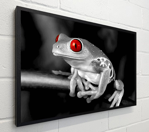Red Eyed Frog