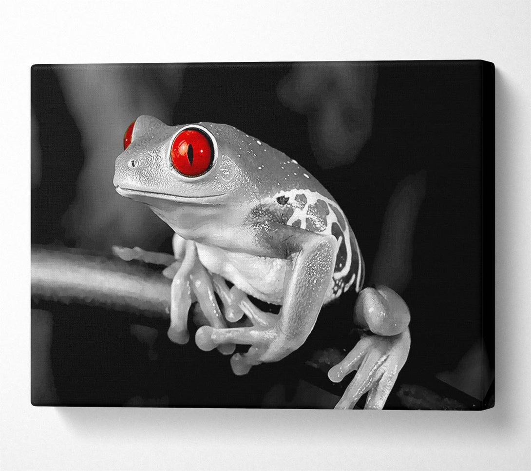  A Canvas Print of Red Eyed Frog Canvas Wall Art