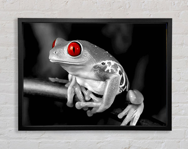 Red Eyed Frog Framed Print