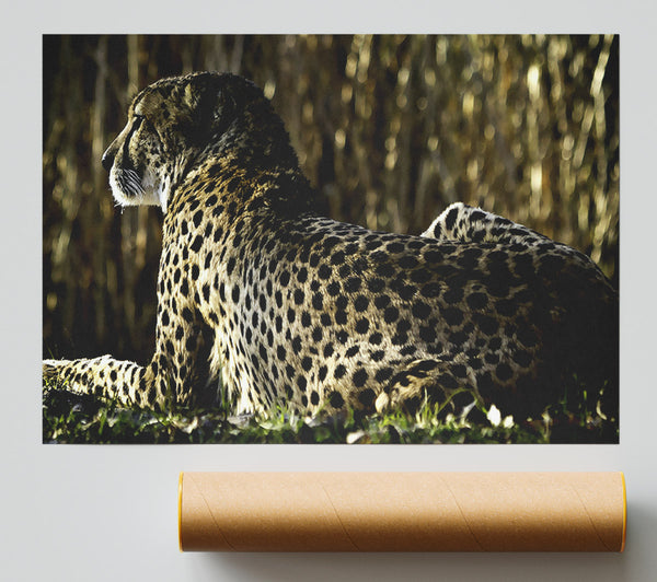 Resting Cheetah Print