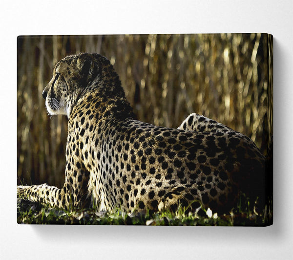  A Canvas Print of Resting Cheetah Canvas Print