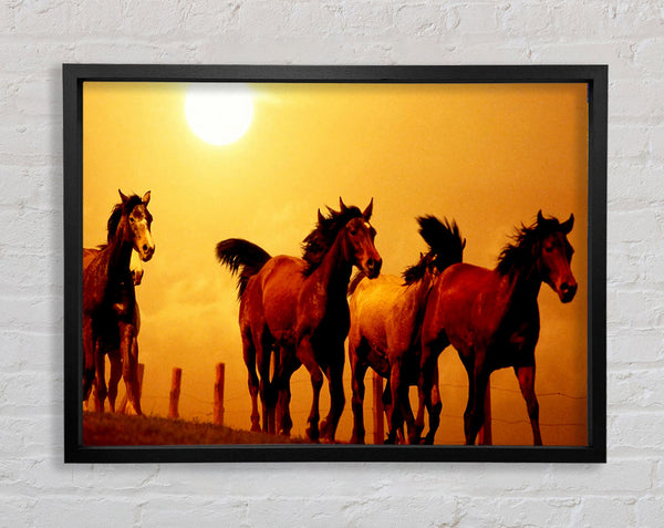 Running Horses At Sunset Framed Print