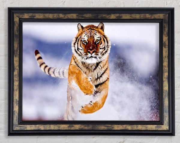Running Snow Tiger Framed Print