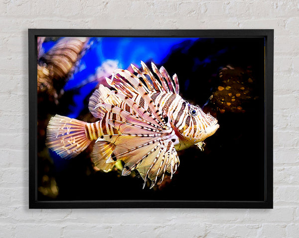 Sea Life Framed Print