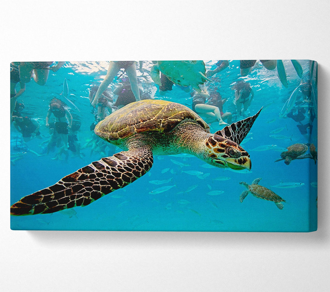  A Canvas Print of Sea Turtle Under Water Canvas Art