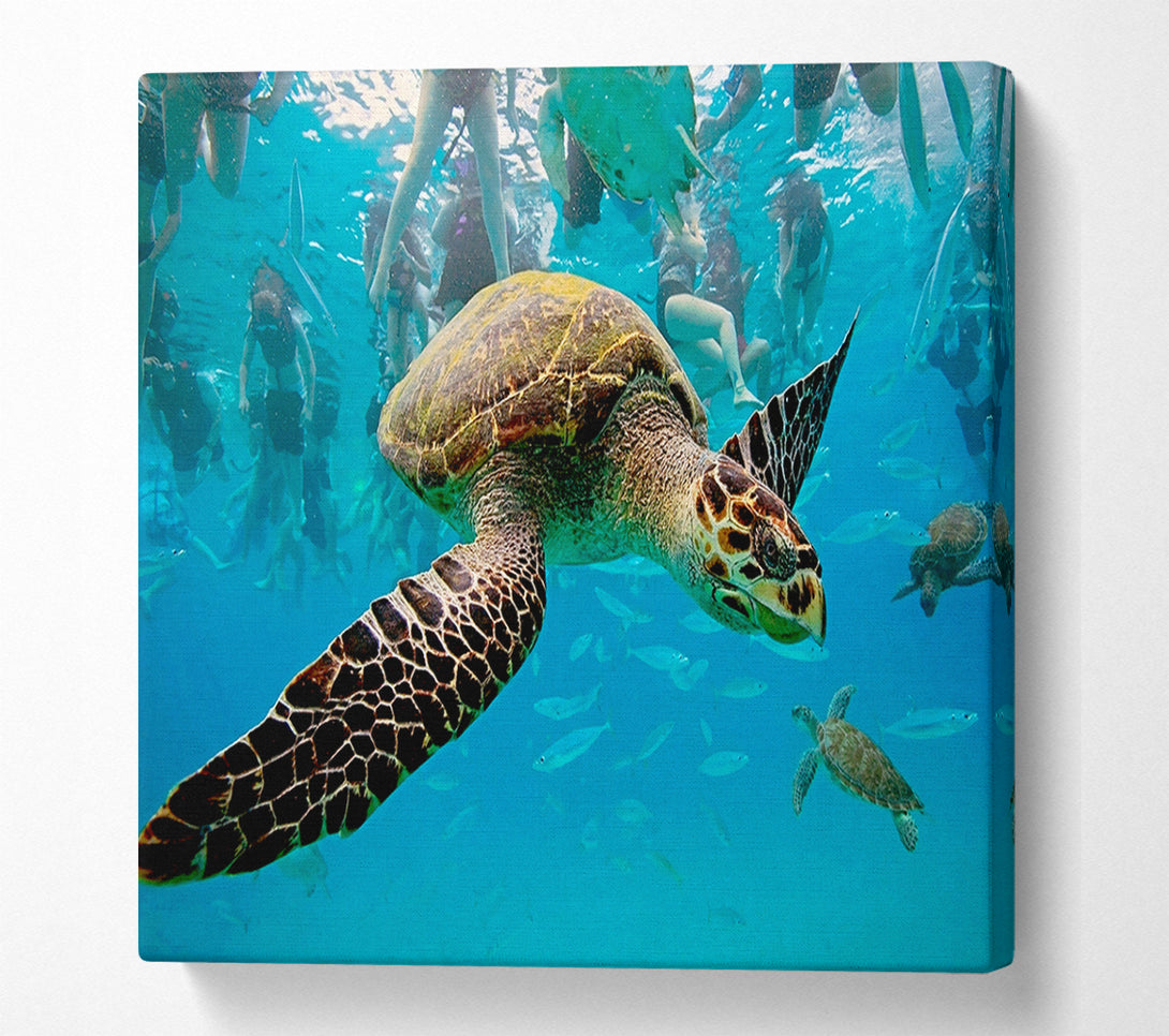  A Canvas Print of Sea Turtle Under Water Canvas Art