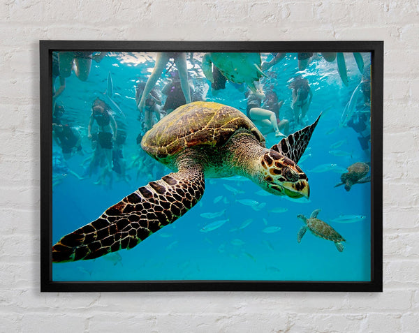 Sea Turtle Under Water Framed Print