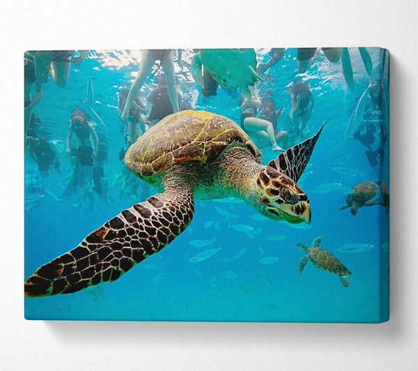  A Canvas Print of Sea Turtle Under Water Canvas Art