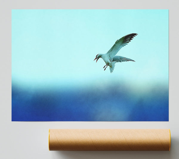 Seagull Print