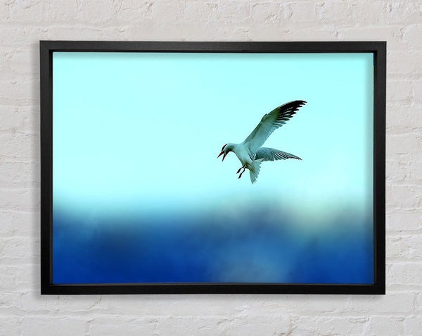 Seagull Framed Print