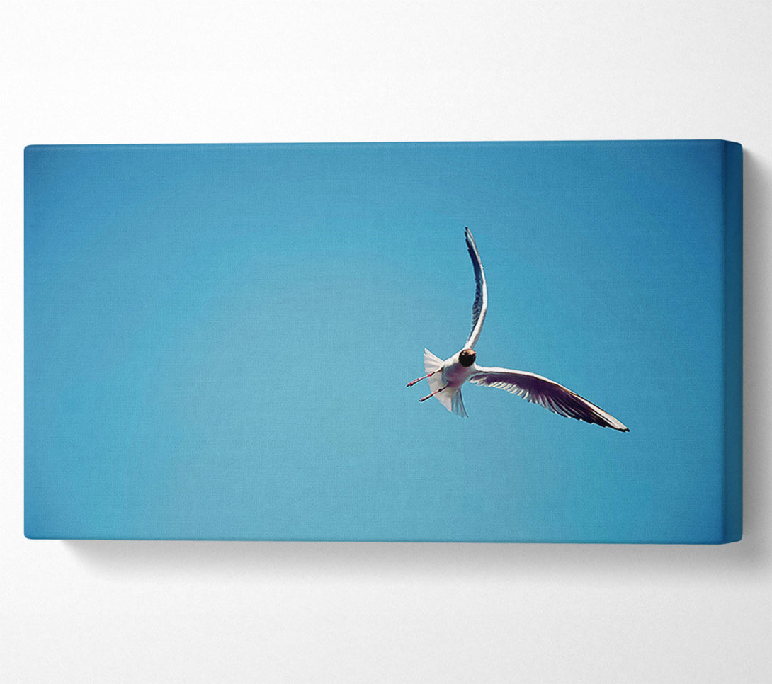  A Canvas Print of Seagull Flight Canvas Art