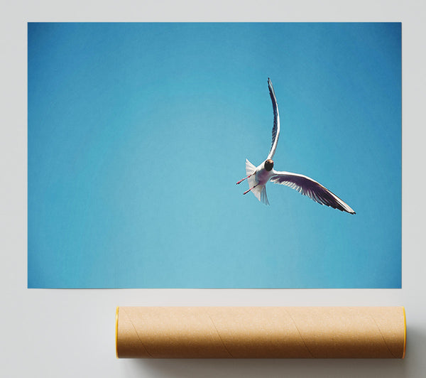 Seagull Flight Giclee Print