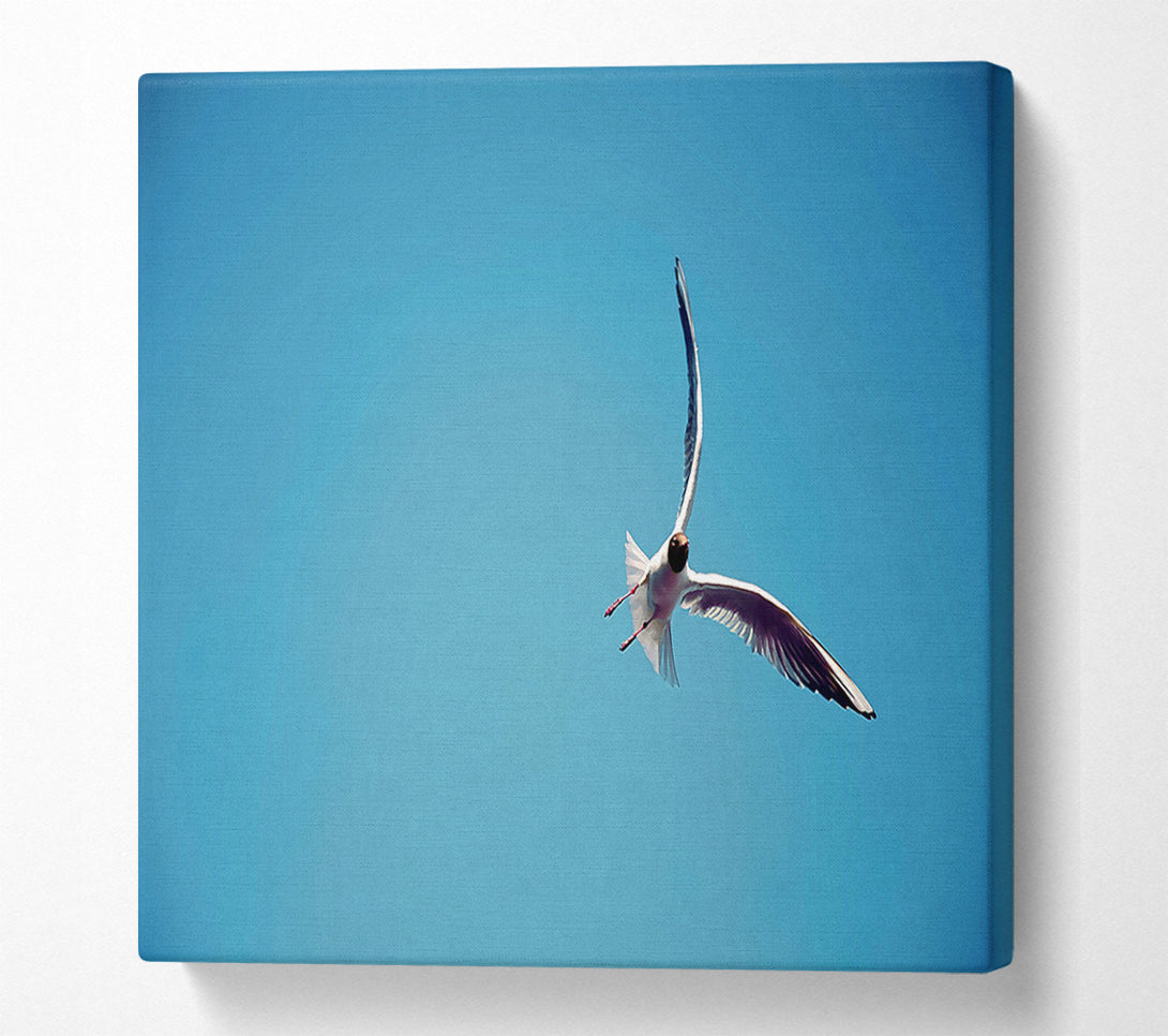  A Canvas Print of Seagull Flight Canvas Art