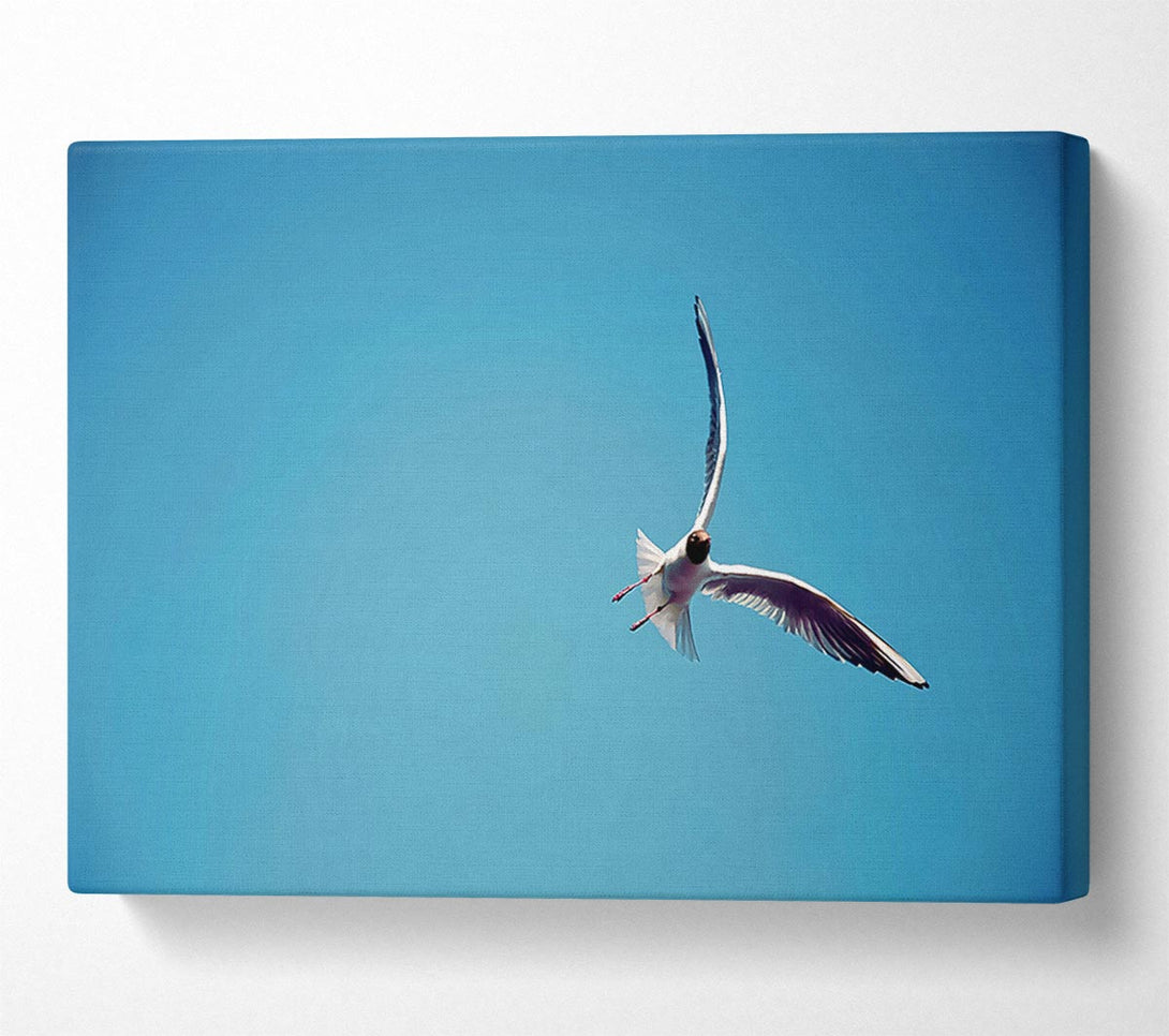  A Canvas Print of Seagull Flight Canvas Art
