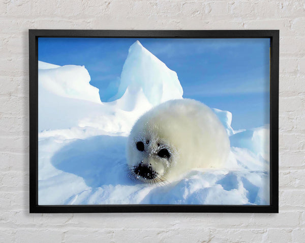 Seal Pup In The Snow Framed Print