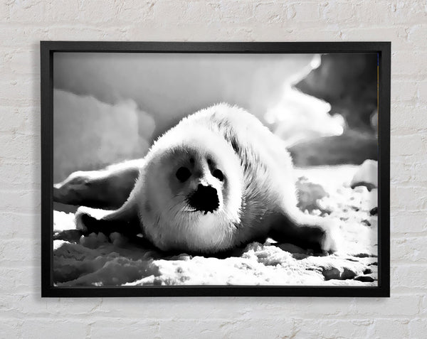 Seal Pup Framed Print