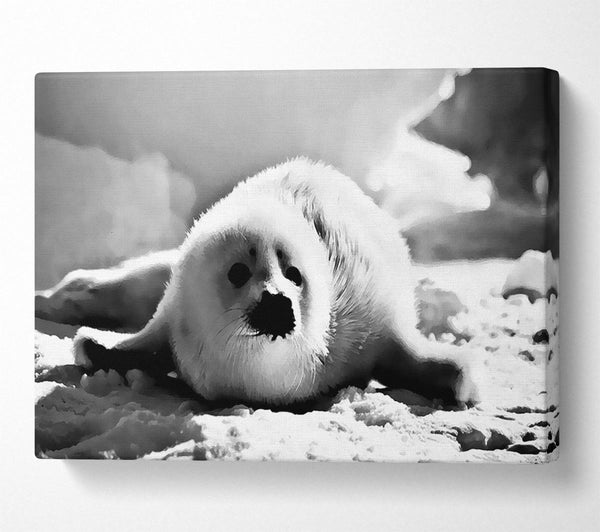  A Canvas Print of Seal Pup Canvas Print