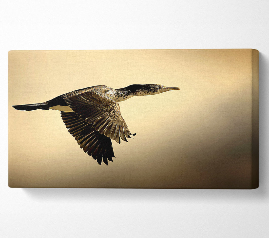  A Canvas Print of Shag Bird Canvas Art