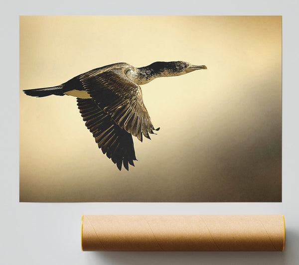 Shag Bird Poster