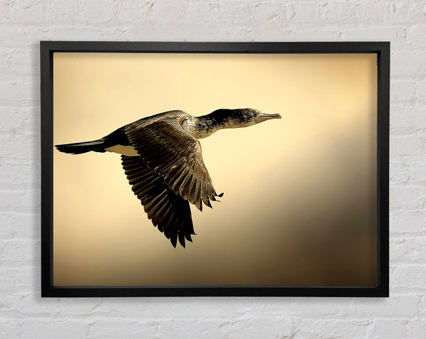 Shag Bird Framed Print