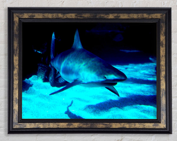 Shark Hunt Framed Print