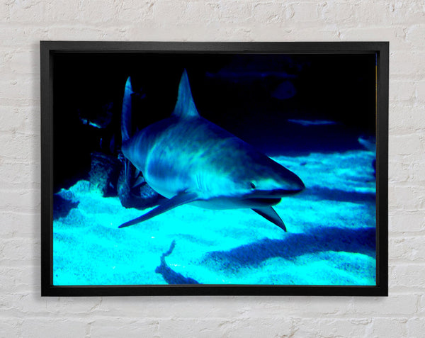 Shark Hunt Framed Print