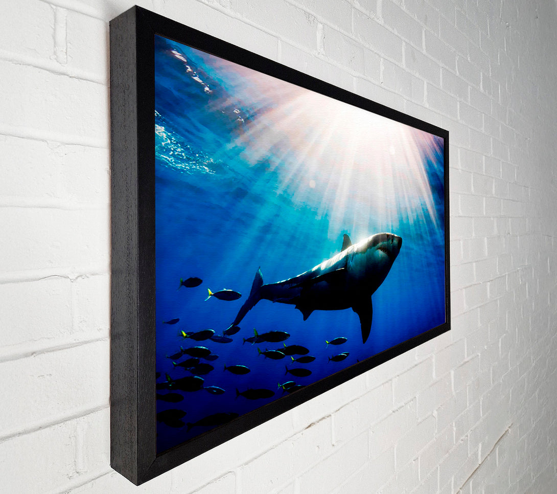  A Canvas Print of Shark In A Blaze Of Sunlight Canvas Art