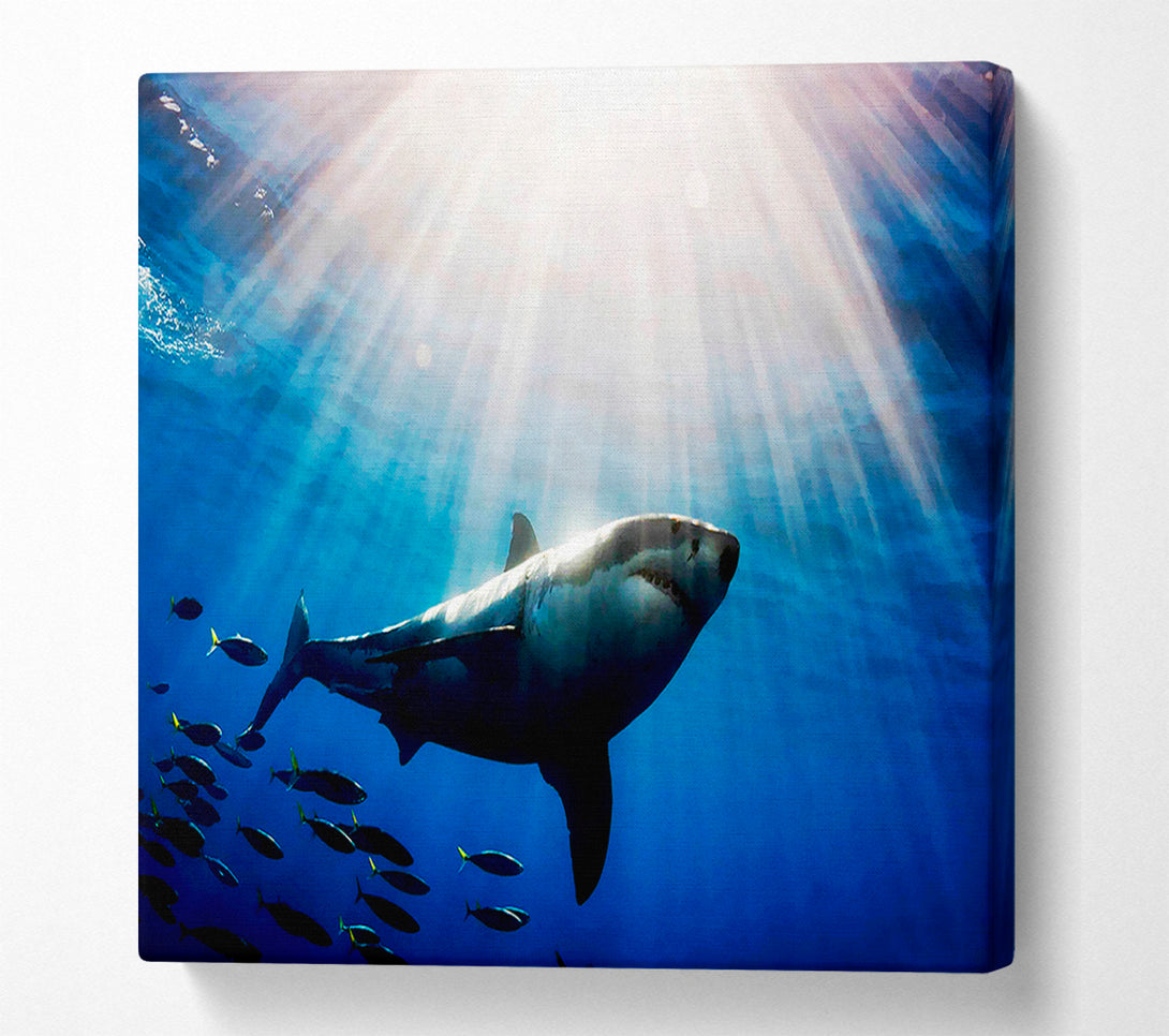  A Canvas Print of Shark In A Blaze Of Sunlight Canvas Art