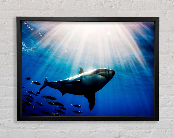 Shark In A Blaze Of Sunlight Framed Print
