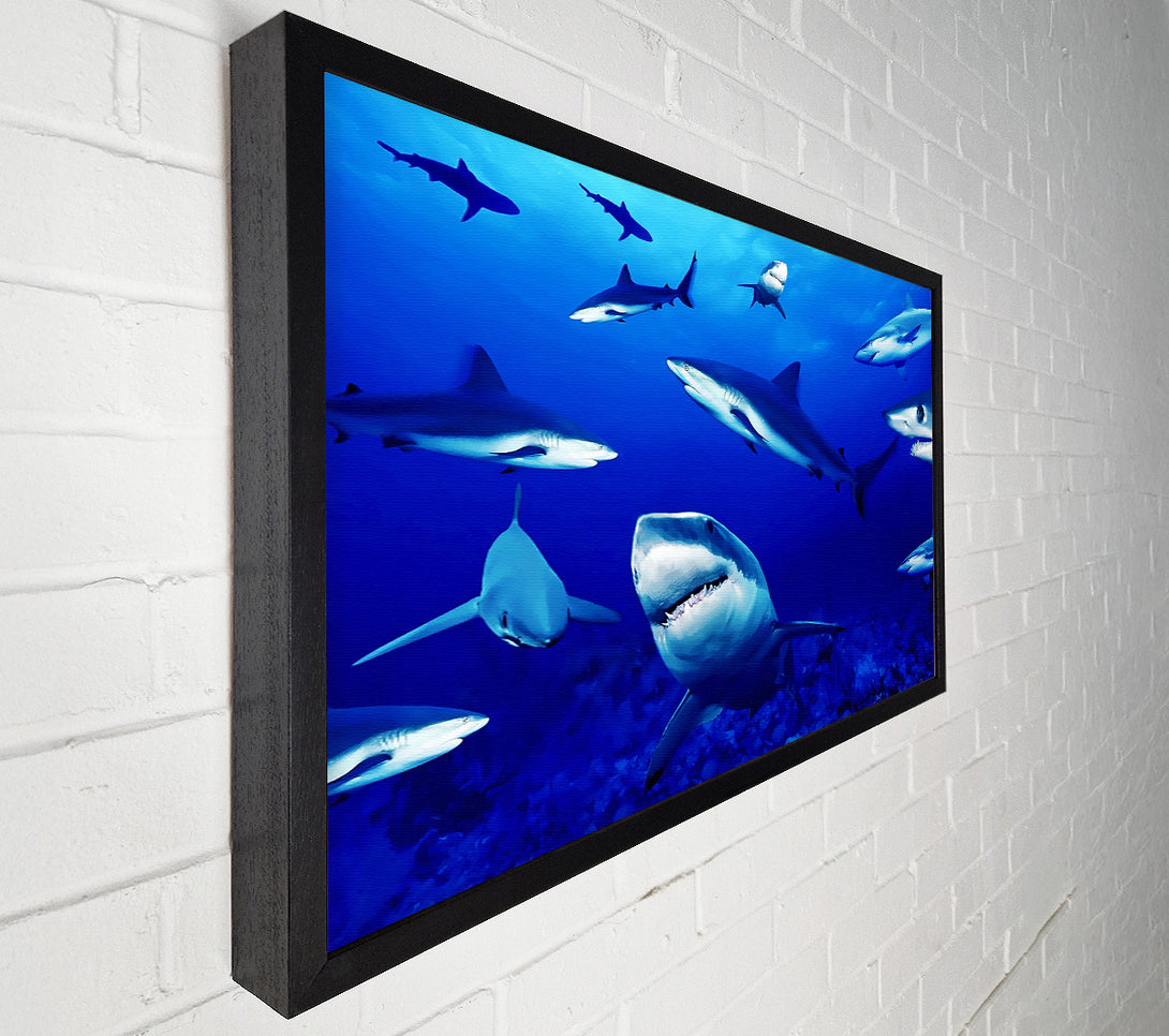  A Canvas Print of Sharks Ocean Canvas Print