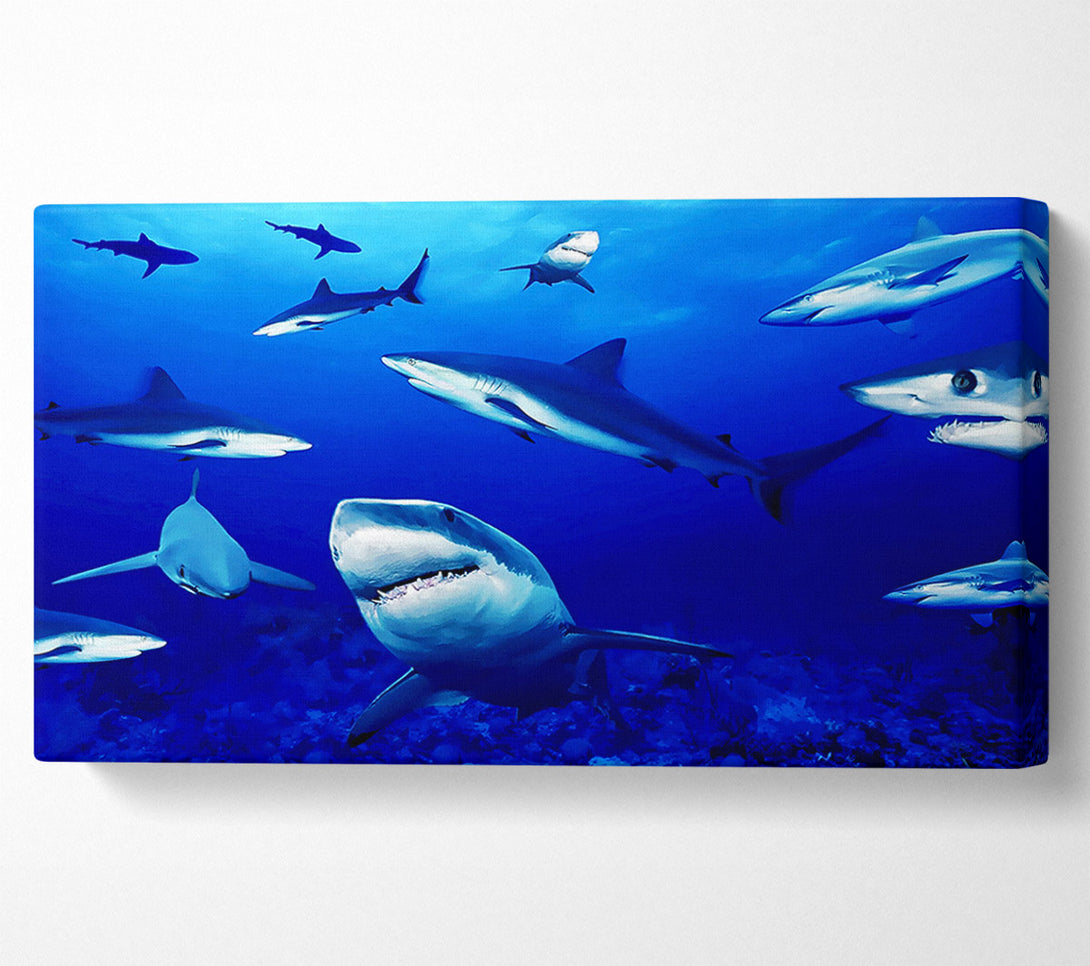  A Canvas Print of Sharks Ocean Canvas Print