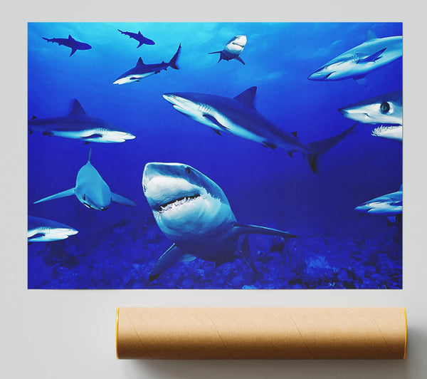 Sharks Ocean Giclee Print