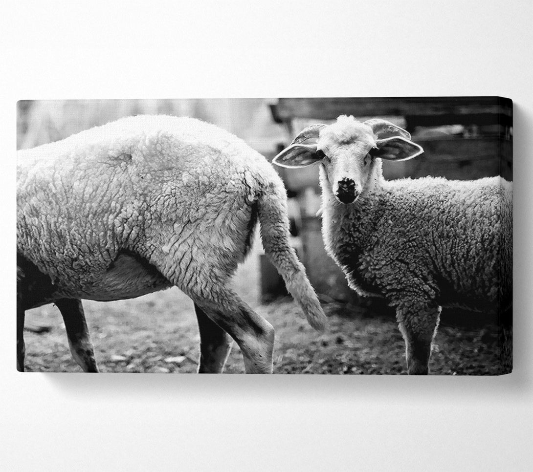  A Canvas Print of Sheep 2 Canvas Print