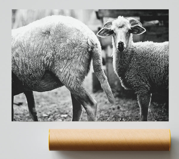 Sheep 2 Print