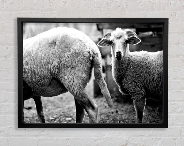 Sheep 2 Framed Print