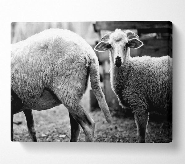  A Canvas Print of Sheep 2 Canvas Print