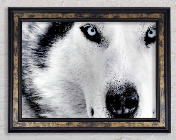 Siberian Husky Eyes Framed Print