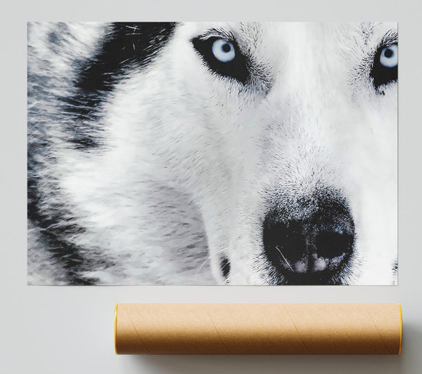 Siberian Husky Eyes Poster